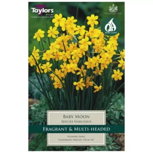 Narcissus 'Baby Moon' Daffodils (10 bulbs)