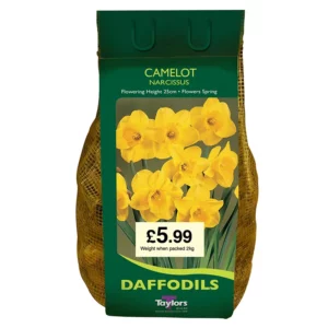 Narcissus 'Camelot' (2kg Carri-Pack)