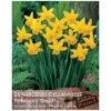 Narcissus 'February Gold' (25 bulbs)