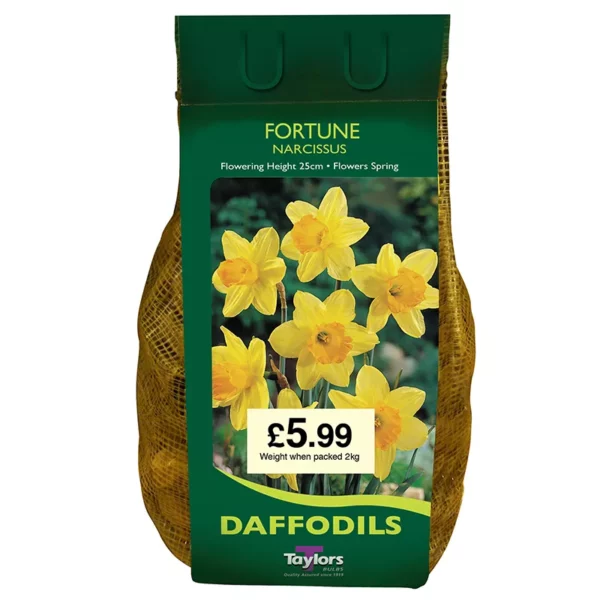 Narcissus 'Fortune' Daffodils (2kg Carri-Pack)