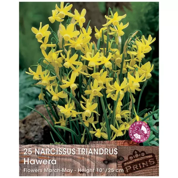 Narcissus 'Hawera' (25 bulbs)