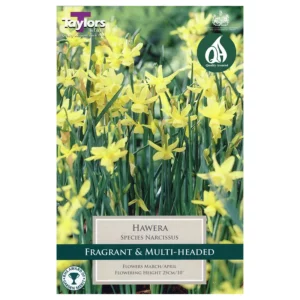 Narcissus 'Hawera' Daffodils (8 bulbs)