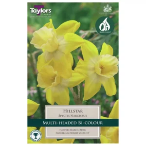 Narcissus 'Hillstar' Daffodils (8 bulbs)