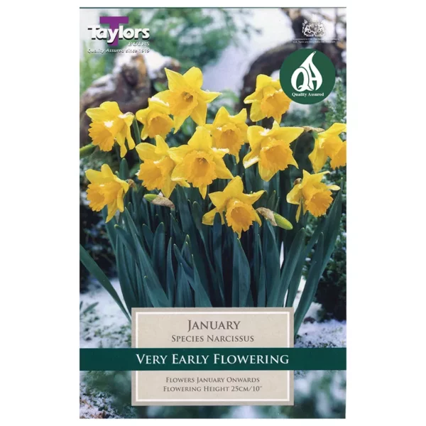 Narcissus 'January' Daffodils (8 bulbs)