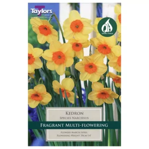 Narcissus 'Kedron' Daffodils (8 bulbs)