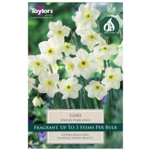 Narcissus 'Lieke' Daffodils (8 bulbs)
