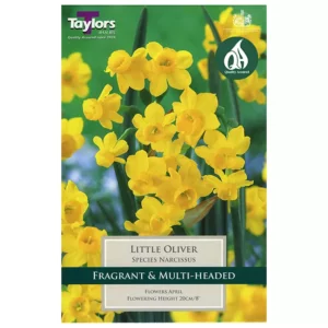 Narcissus 'Little Oliver' Daffodils (10 bulbs)