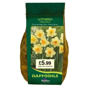 Narcissus 'Lotherio' Daffodils (2kg Carri-Pack)