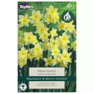 Narcissus 'Prom Dance' Daffodils (7 bulbs)