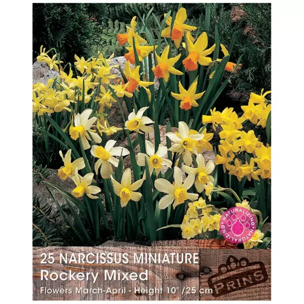 Narcissus 'Rockery Pastel Mix' (25 bulbs)