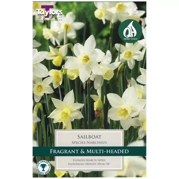Narcissus 'Sailboat' (8 bulbs)