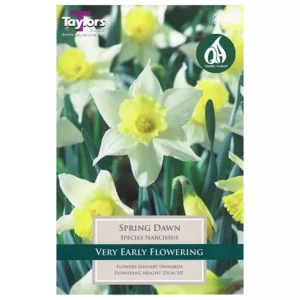 Narcissus 'Spring Dawn' Daffodils (7 bulbs)