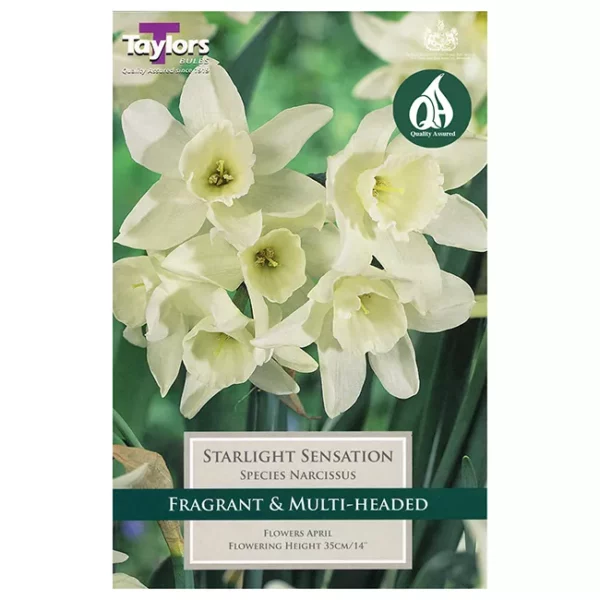 Narcissus 'Starlight Sensation' Daffodils (7 bulbs)