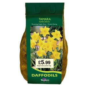 Narcissus 'Tamara' Daffodils (2kg Carri-Pack)
