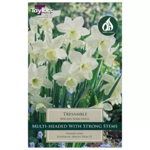 Narcissus 'Tresamble' Daffodils (7 bulbs)