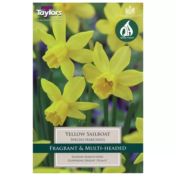 Narcissus 'Yellow Sailboat' Daffodils (9 bulbs)