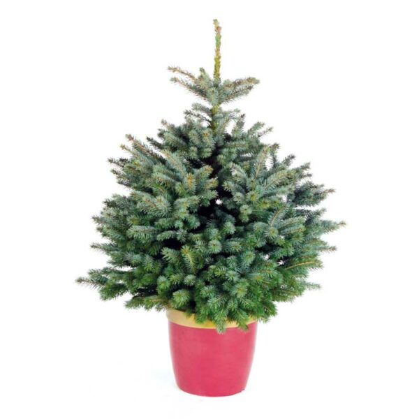 Needlefresh Blue Spruce Pot Grown Christmas Tree