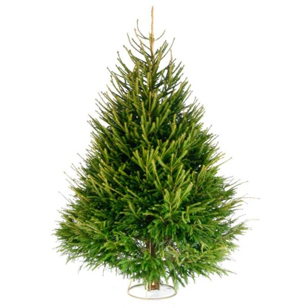 Needlefresh Norway Spruce Cut Christmas Tree