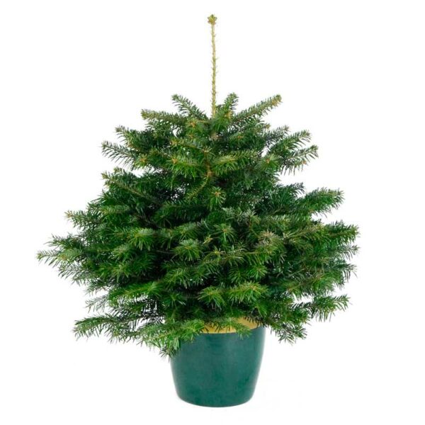 Needlefresh Nordmann Fir Pot Grown Christmas Tree
