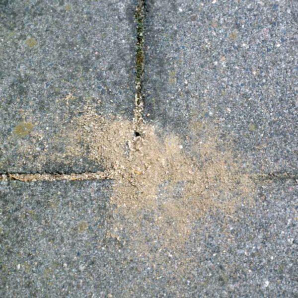 A section of patio showing signs of ant damage buildup along the cracks.