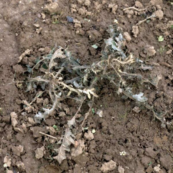 A dead thistle after having been treated by Neudorff WeedFree Plus Concentrate Weedkiller.