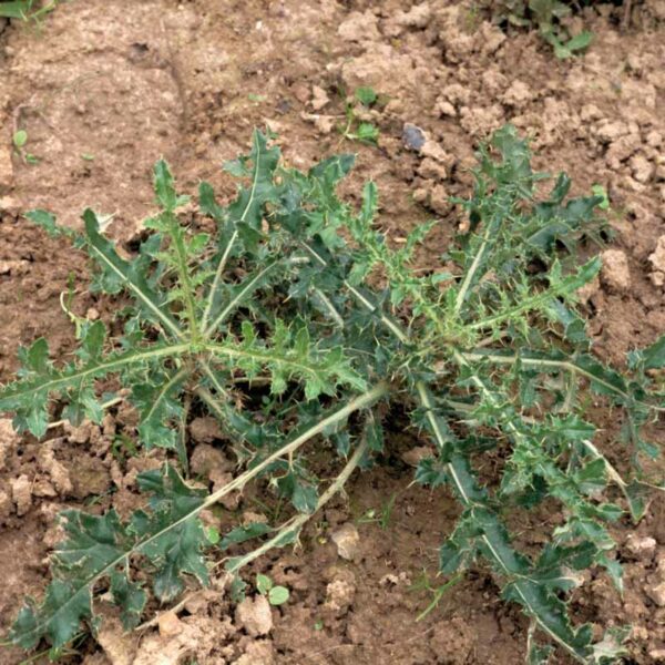 A thistle before being treated by Neudorff WeedFree Plus Concentrate Weedkiller.