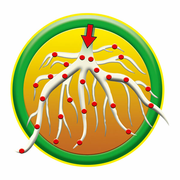 A diagram demonstrating the root penetration of Neudorff WeedFree Plus Concentrate Weedkiller.