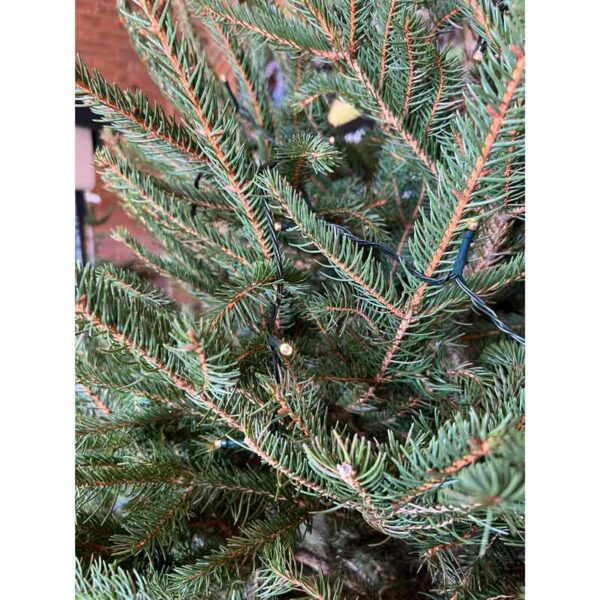 Norway Spruce Premium Pot Grown Christmas Tree