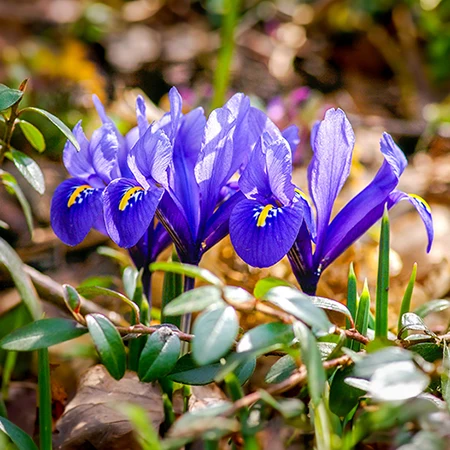 Our Top 3 Spring Flowering Bulbs - Tulips, Irises and Alliums
