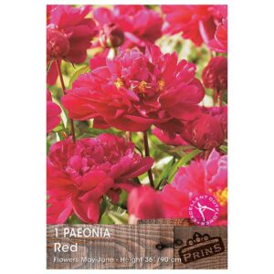 Paeonia 'Red'