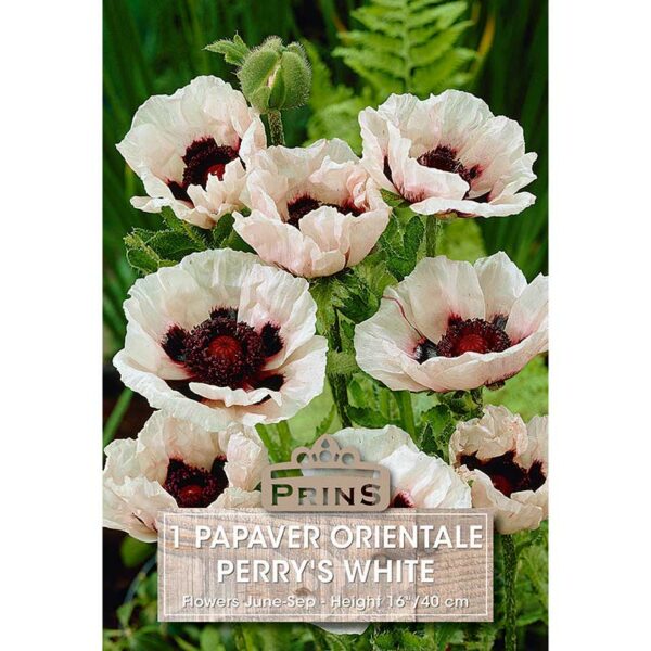 Papaver orientale 'Perry's White' (1 bulb)