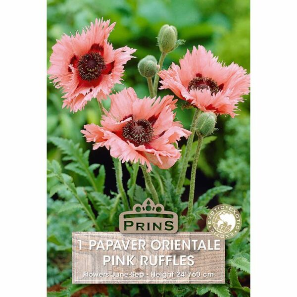 Papaver orientale 'Pink Ruffles' (1 bulb)