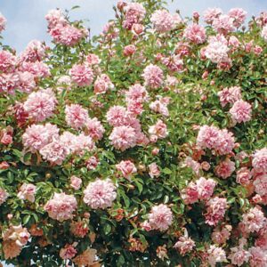 A dense cluster of Paul Noël Rambling Rose blooms. The flowers are highly double in a soft pink.