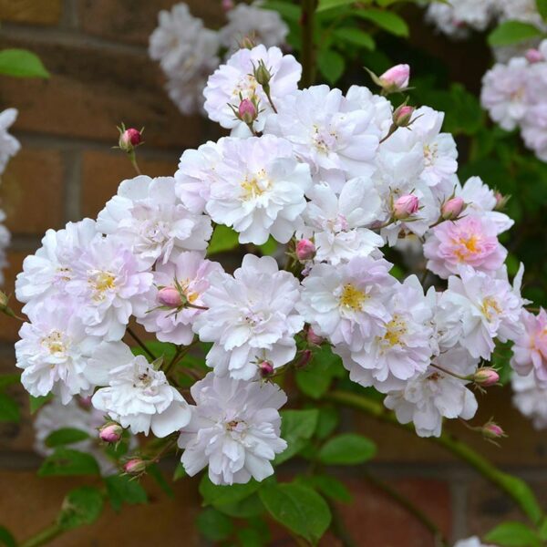 A cluster of Paul's Himalayan Musk Rambling Rose blooms. The flowers are a light, soft pink.