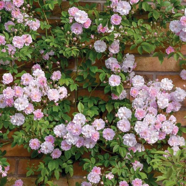 A wall of clusters of Paul's Himalayan Musk Rambling Rose blooms. The flowers are a light, soft pink with subtle green fragrance.