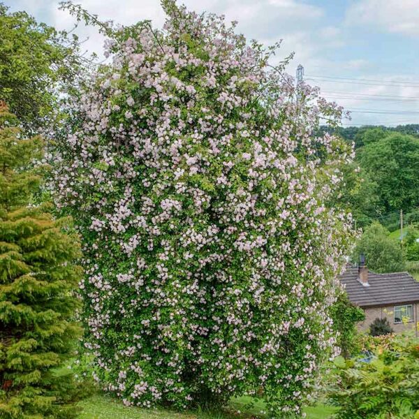 A giant Paul's Himalayan Musk Rambling Rose shrub. The flowers are a light, soft pink with subtle green fragrance.