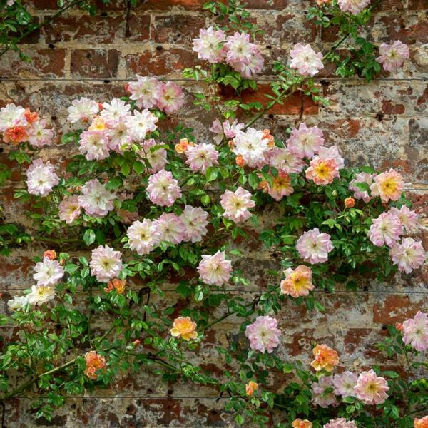 A cluster of Phyllis Bide Rambling Rose blooms climbing against a wall. The flowers are a mix of pale apricot pink.