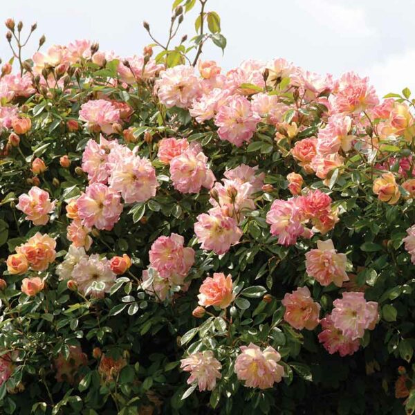 A cluster of Phyllis Bide Rambling Rose blooms. The flowers are a mix of pale apricot pink.