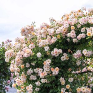 A Phyllis Bide Rose that has grown along an external wooden beam. The flowers are a mix of pale apricot pink.