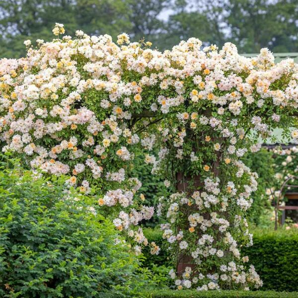 A large growth of Phyllis Bide Rose along external wooden trellis beams. The flowers are a mix of pale apricot pink.
