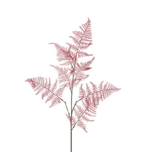 Everlands Cerise Asparagus Stem (85cm)