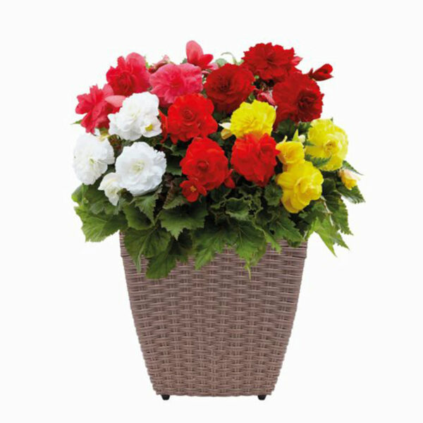 A grey-brown rattan planter with multi-coloured Begonia flowers bursting out of the top.