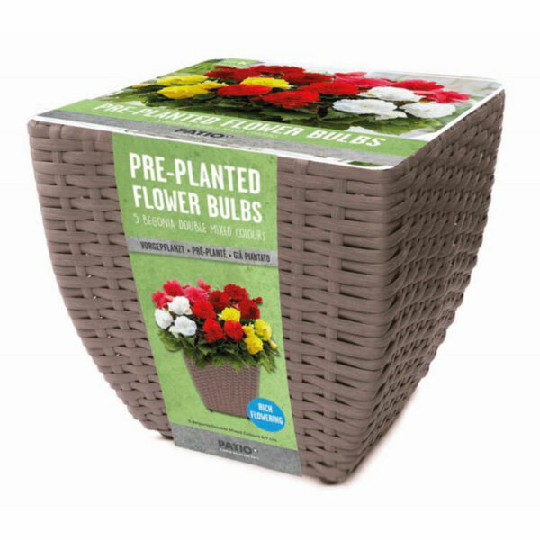 A grey-brown rattan planter containing planted Begonia bulbs. The planter is wrapped in a green paper sleeve.