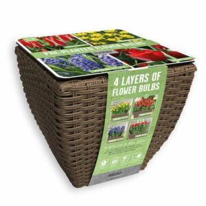 A Rattan square opening planter, filled with soil and different depth rows of tulip, hyacinth and narcissus bulbs.