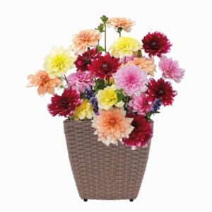 A grey-brown rattan planter with multi-coloured Dahlia flowers bursting out of the top.