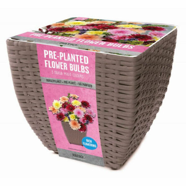 A grey-brown rattan planter containing planted Dahlia bulbs. The planter is wrapped in a pink paper sleeve.