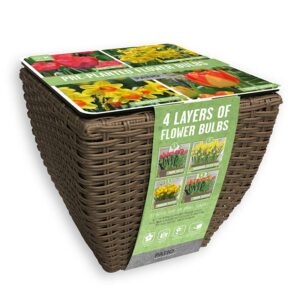 A Rattan square opening planter, filled with soil and different depth rows of tulip and narcissus bulbs.