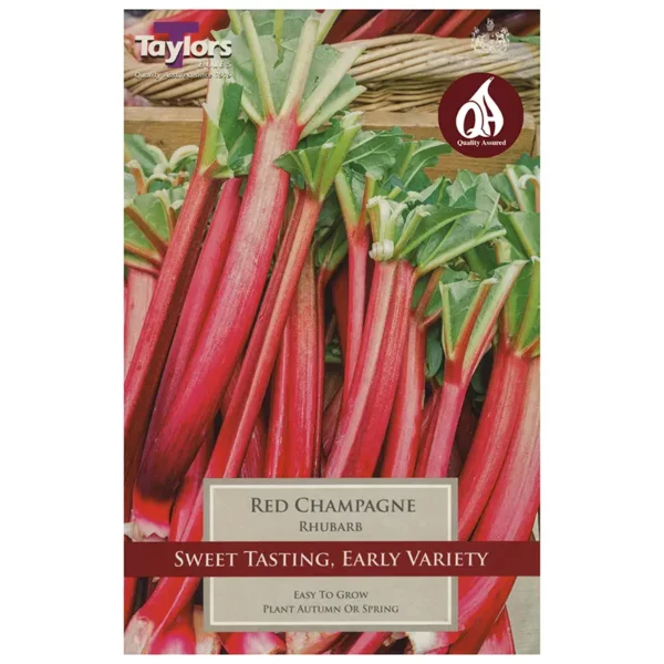 Red Champagne Rhubarb Crown