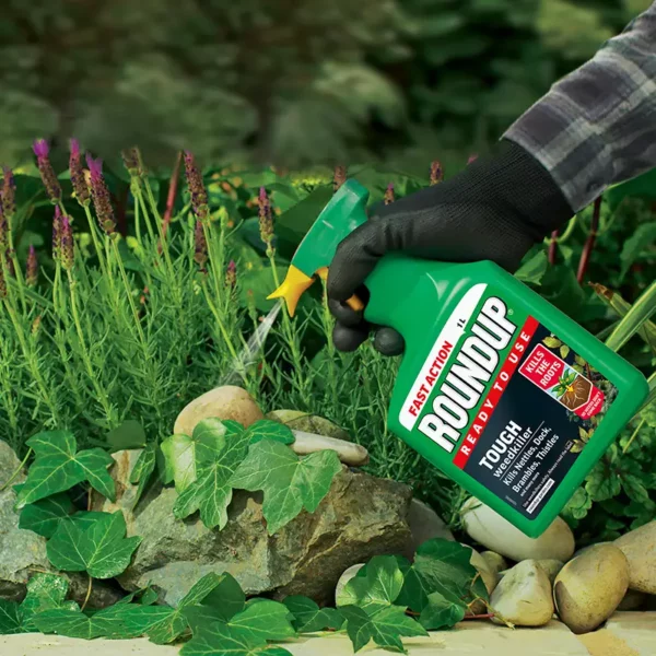 A bottle of Roundup Tough Ready to Use Weedkiller spraying onto weeds