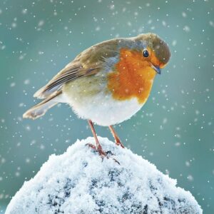RSPB Small Square Christmas Cards - Robin Watching (Pack of 10)